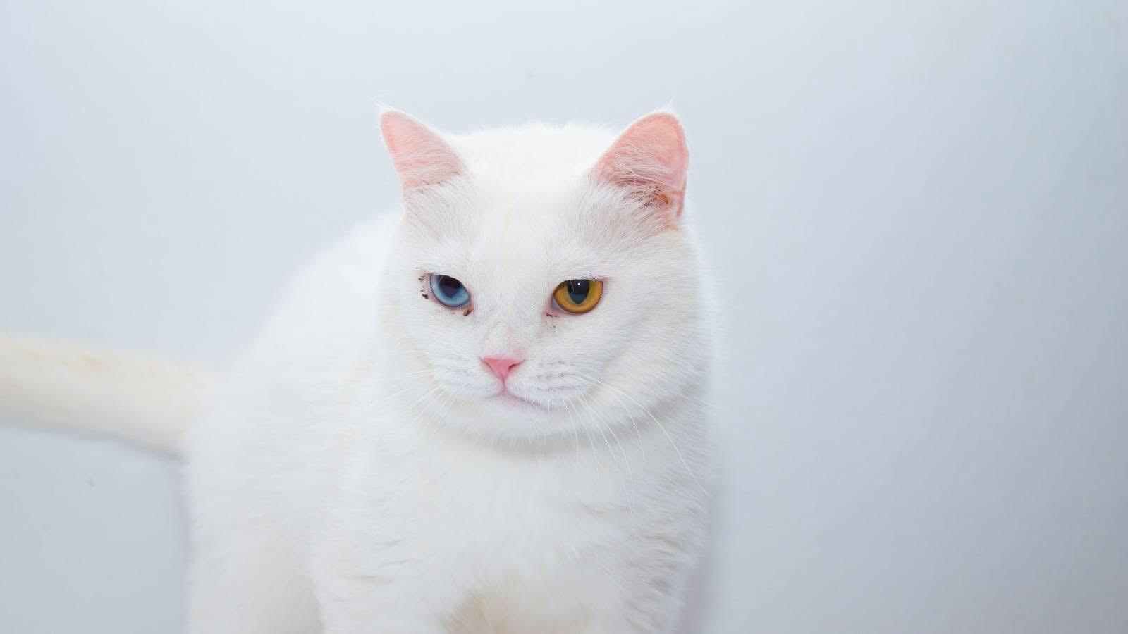 Enlarge Elio and Nugget, a Adoptable mixed breed in Fairfax, VA image 3/6