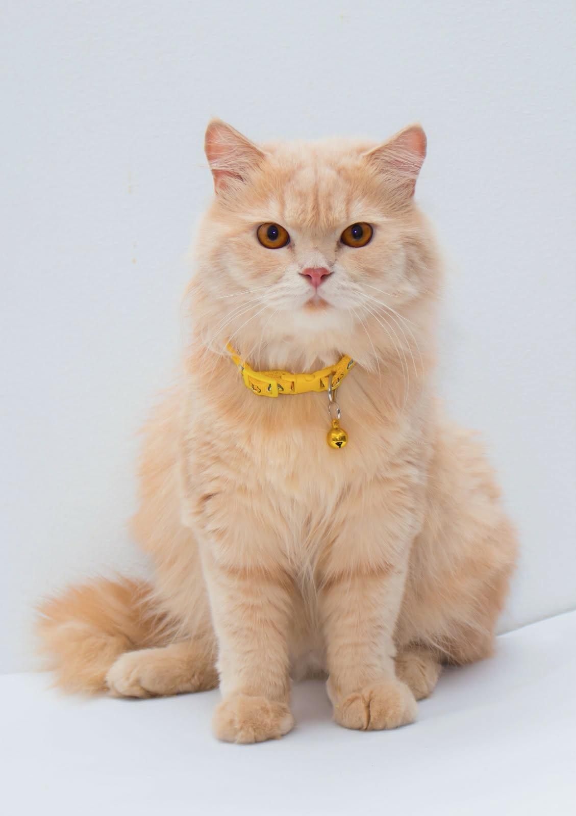 Enlarge Elio and Nugget, a Adoptable mixed breed in Fairfax, VA image 4/6