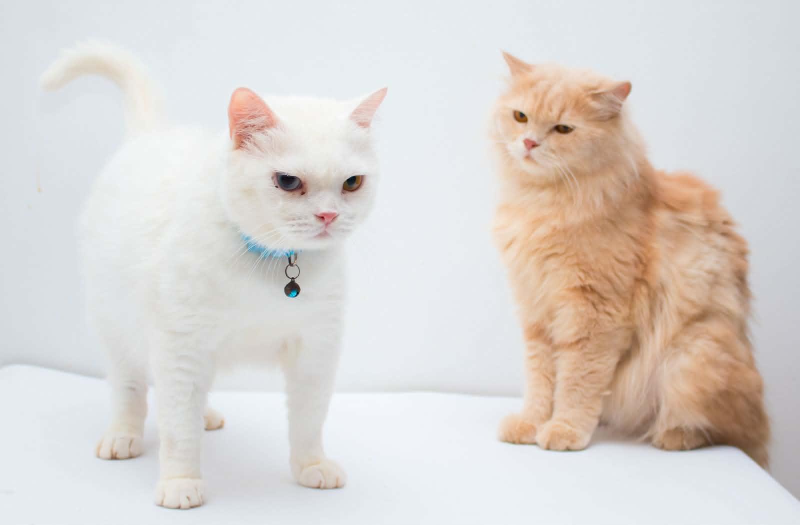 Elio and Nugget, Adoptable, Young Male British Longhair & British Shorthair.