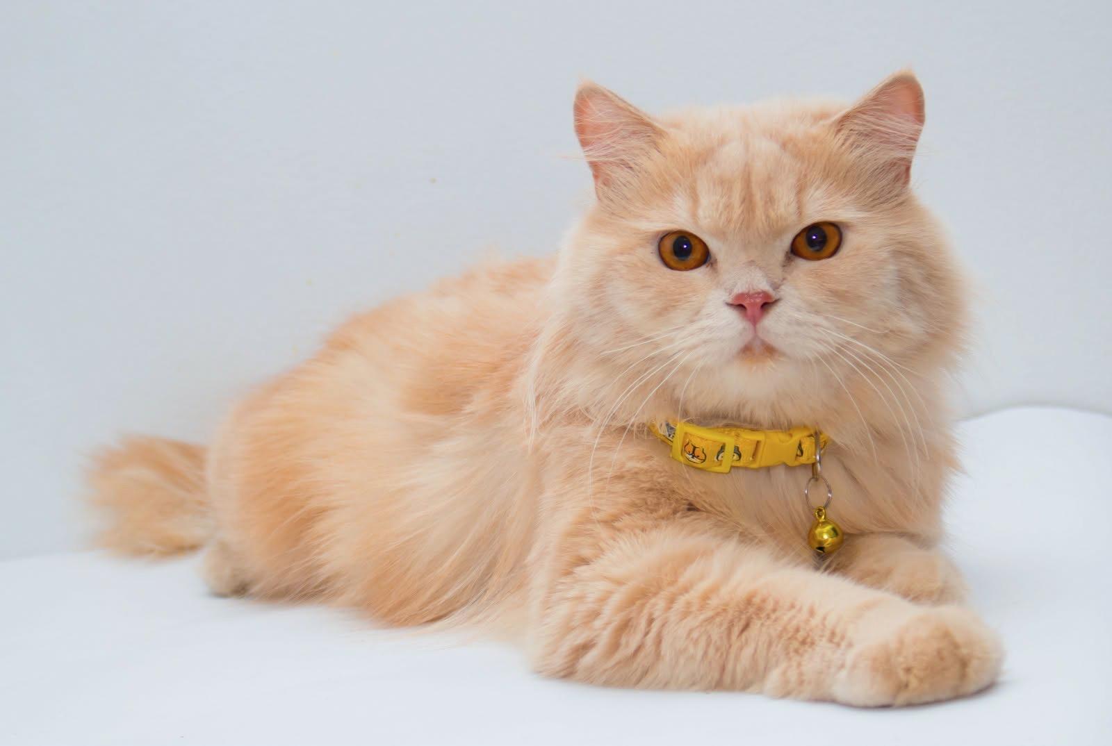 Enlarge Elio and Nugget, a Adoptable mixed breed in Fairfax, VA image 2/6