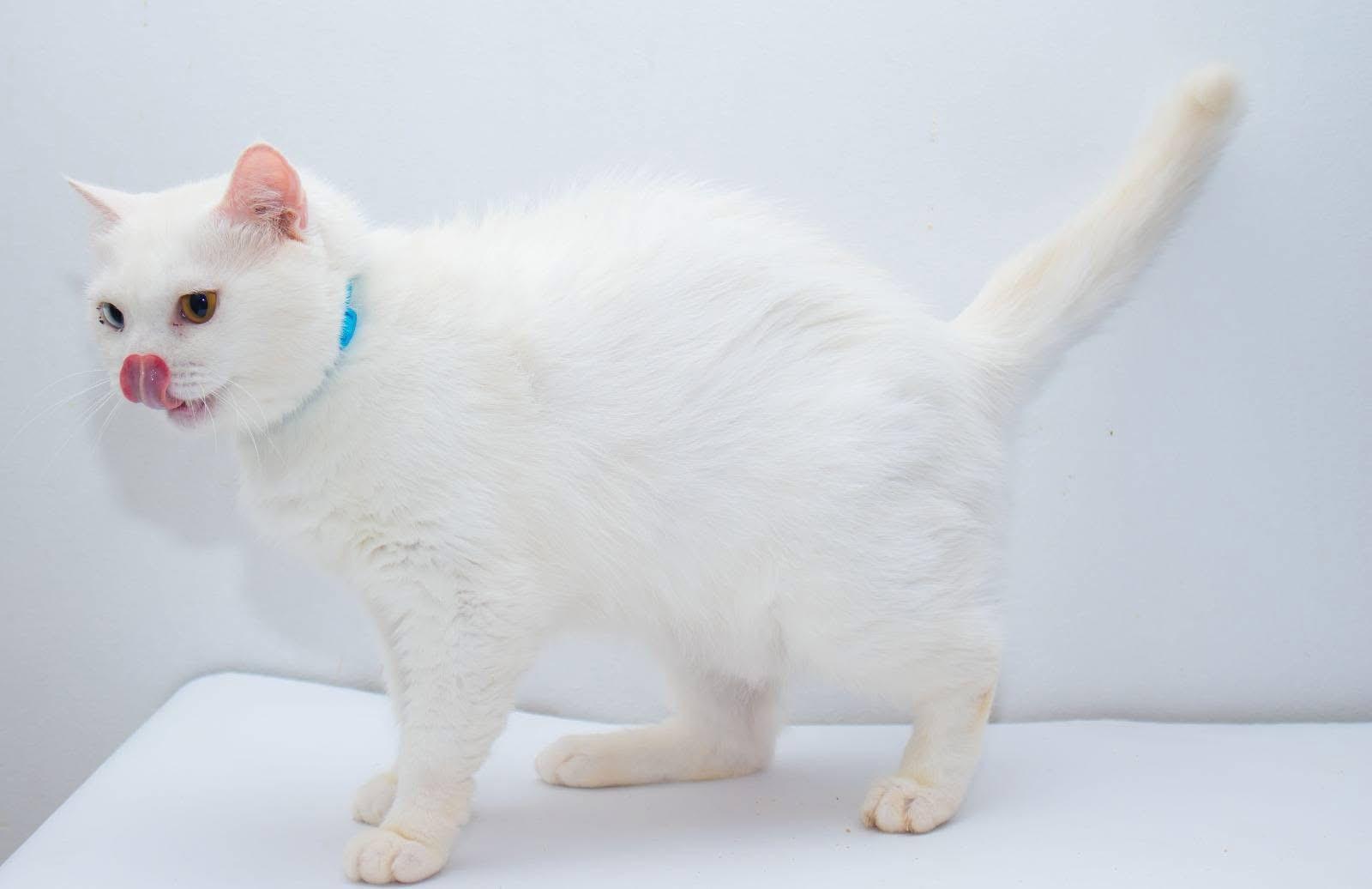 Enlarge Elio and Nugget, a Adoptable mixed breed in Fairfax, VA image 5/6