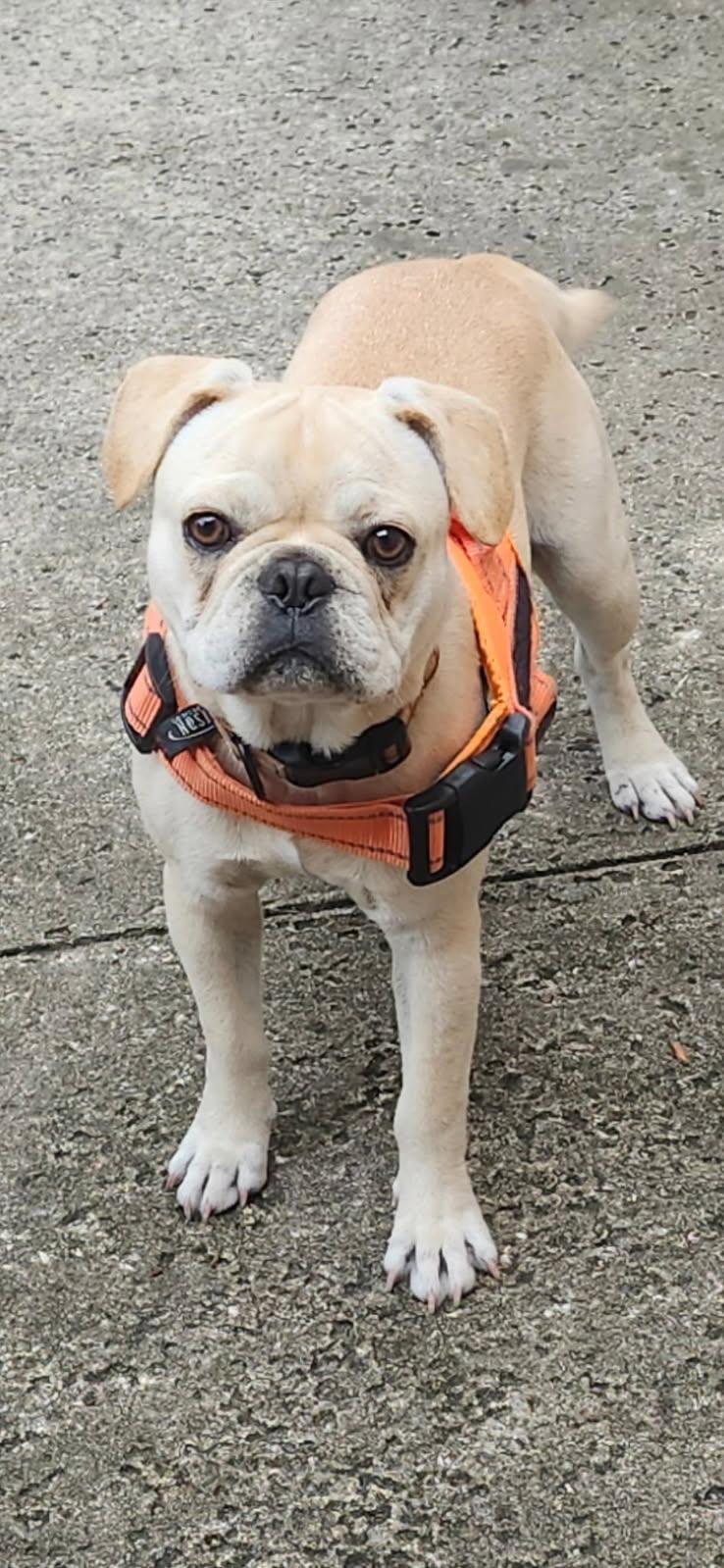 Arnold, adoptable, Young Male French Bulldog & Pug.