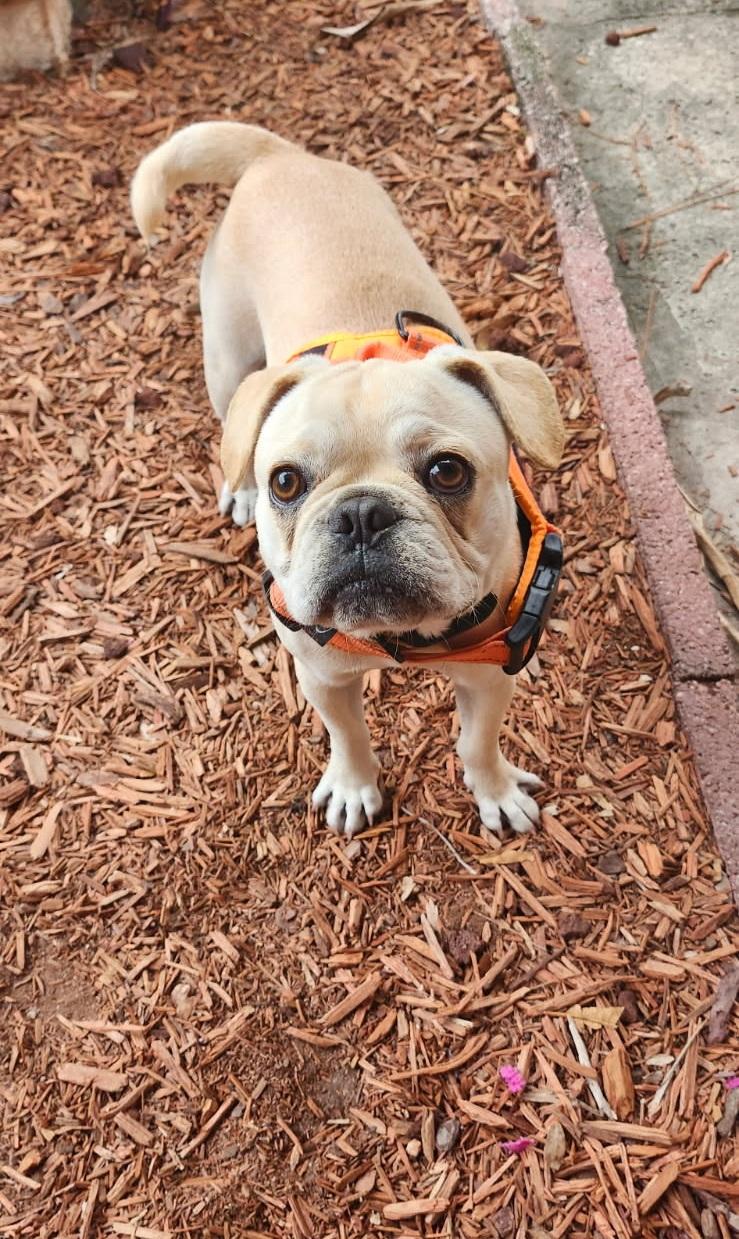 Enlarge Arnold, an adoptable mixed breed in Orlando, FL image 2/3