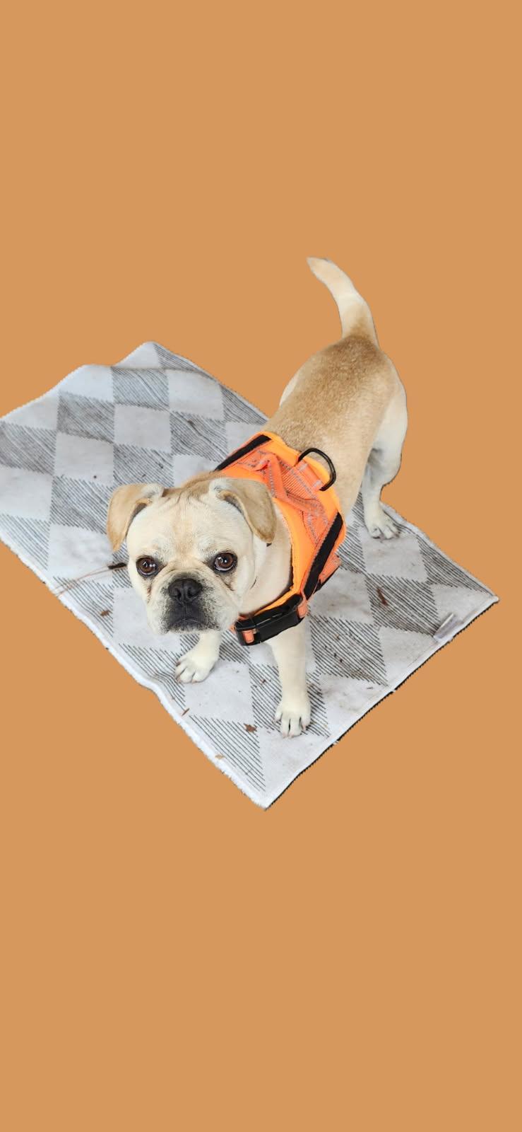 Enlarge Arnold, an adoptable mixed breed in Orlando, FL image 3/3