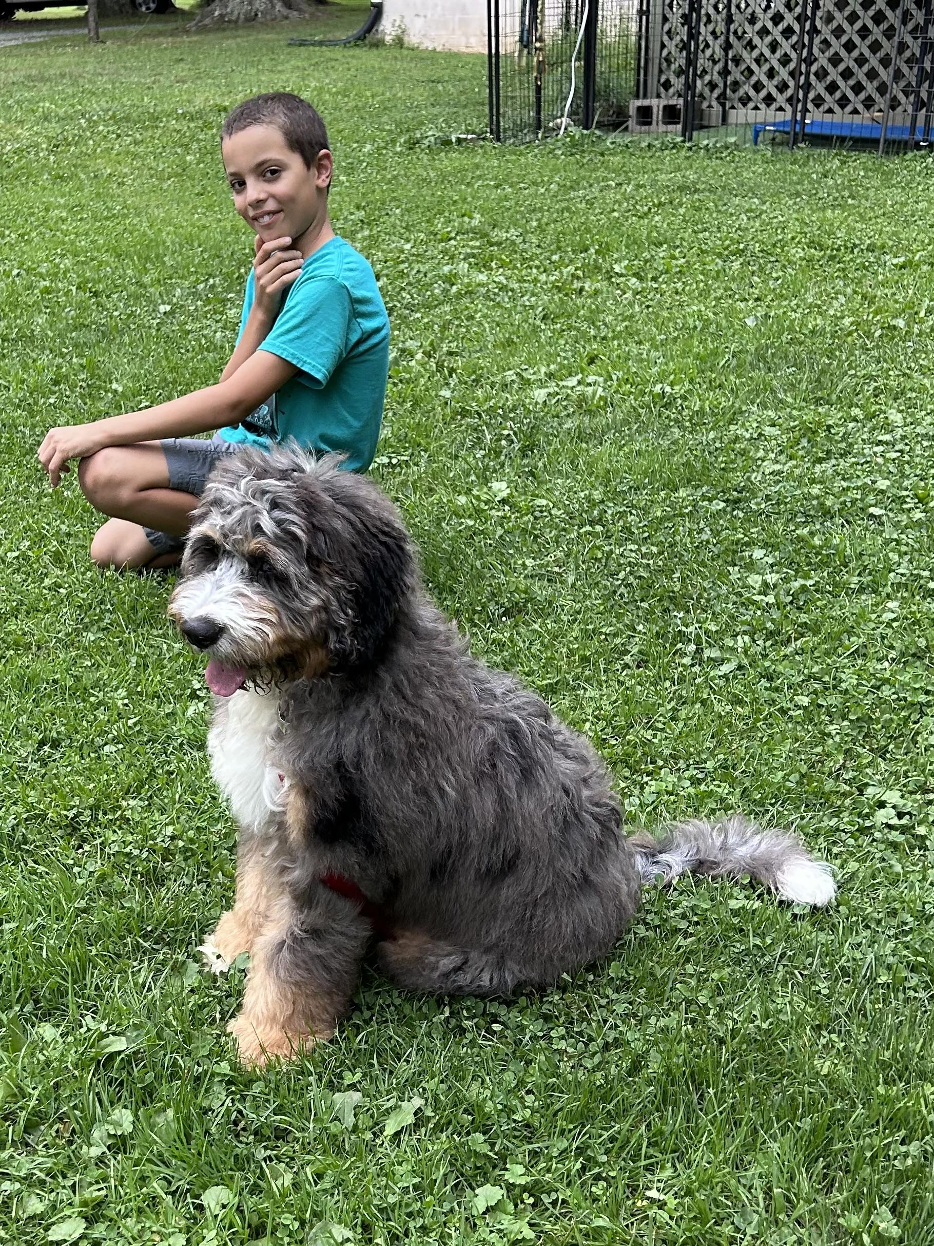 Enlarge Graham, an adopted Bernadoodle in Boardman, OH image 5/5