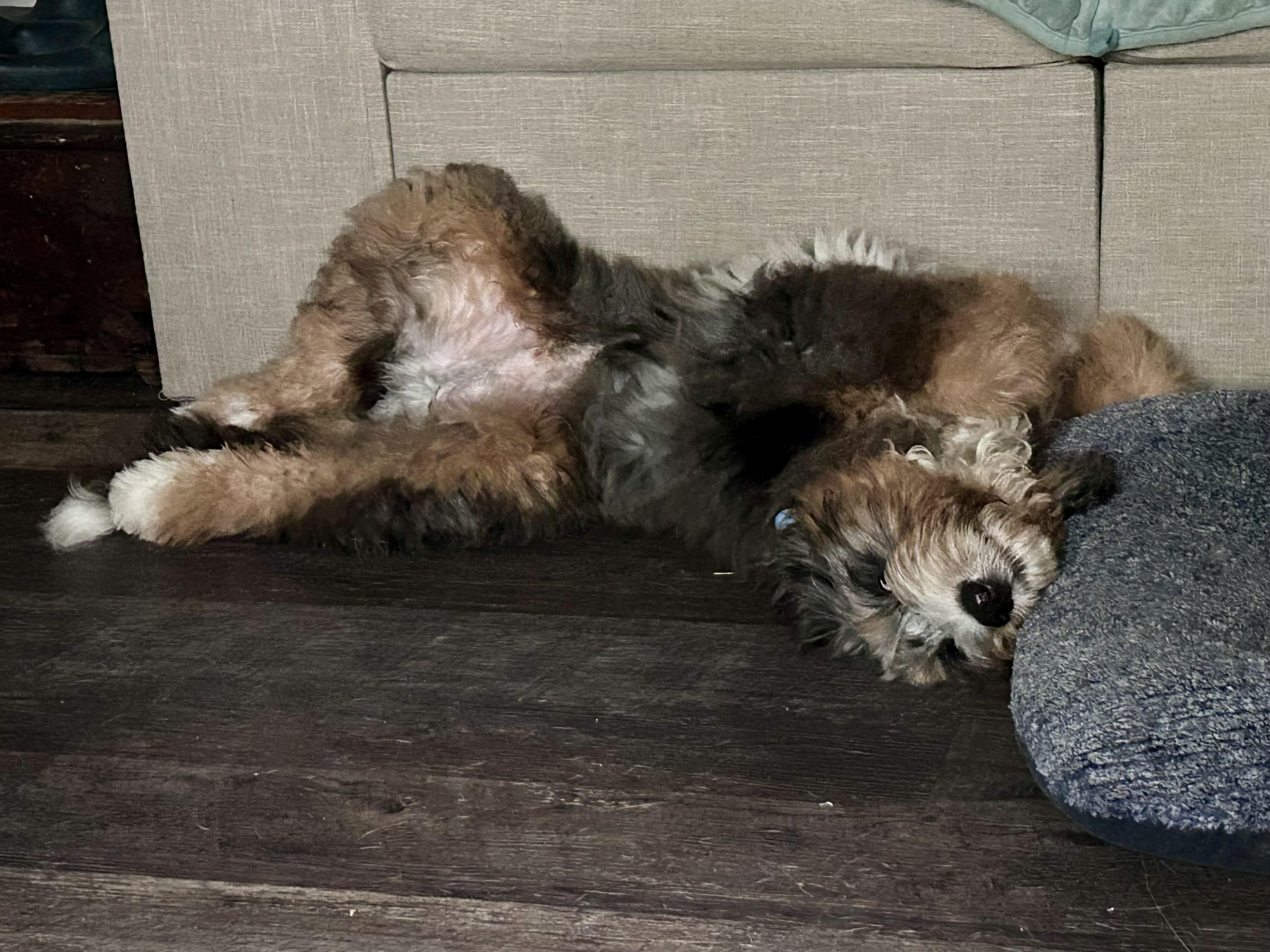 Enlarge Graham, an adopted Bernadoodle in Boardman, OH image 3/5