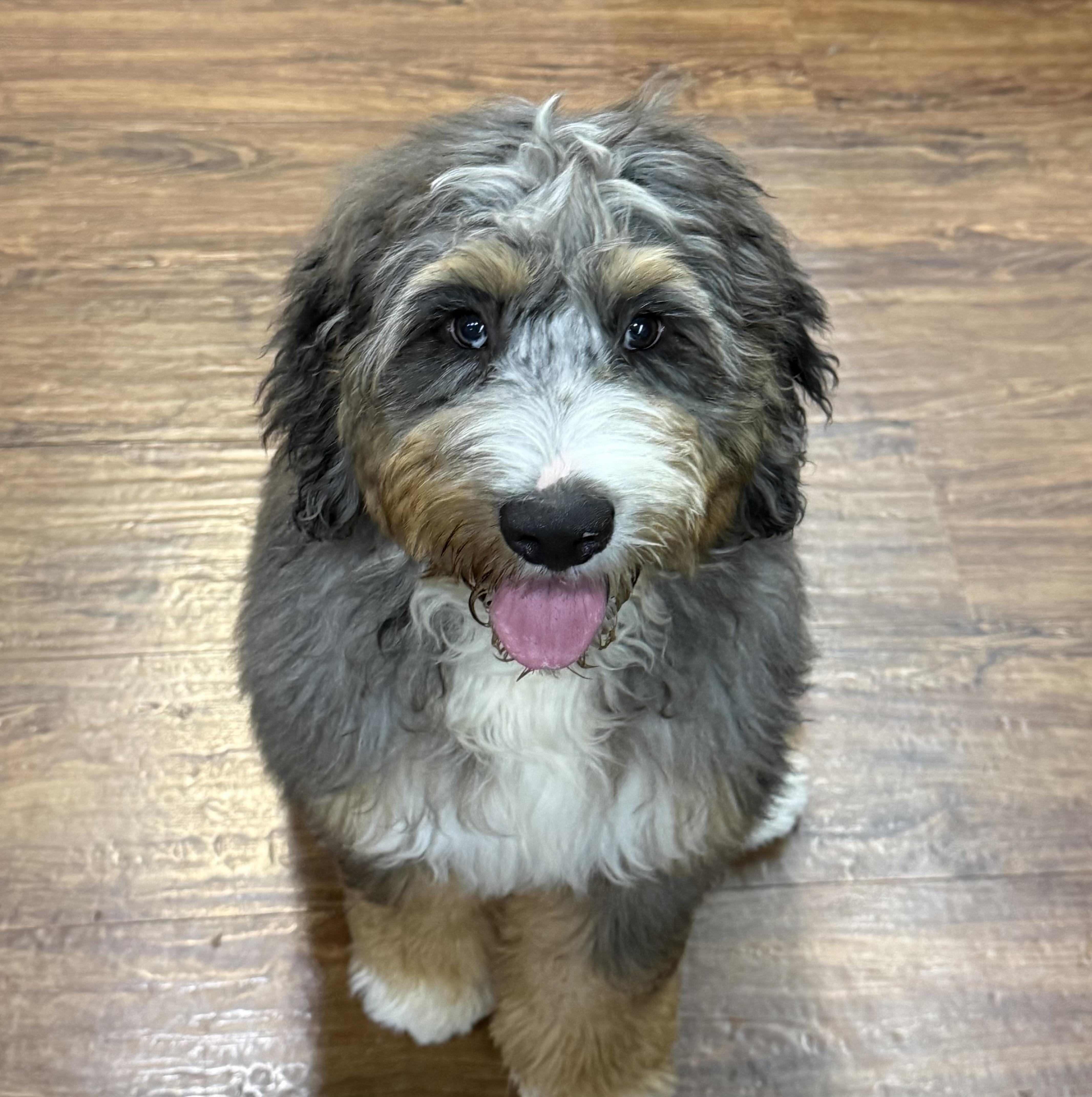 Enlarge Graham, an adopted Bernadoodle in Boardman, OH image 1/5