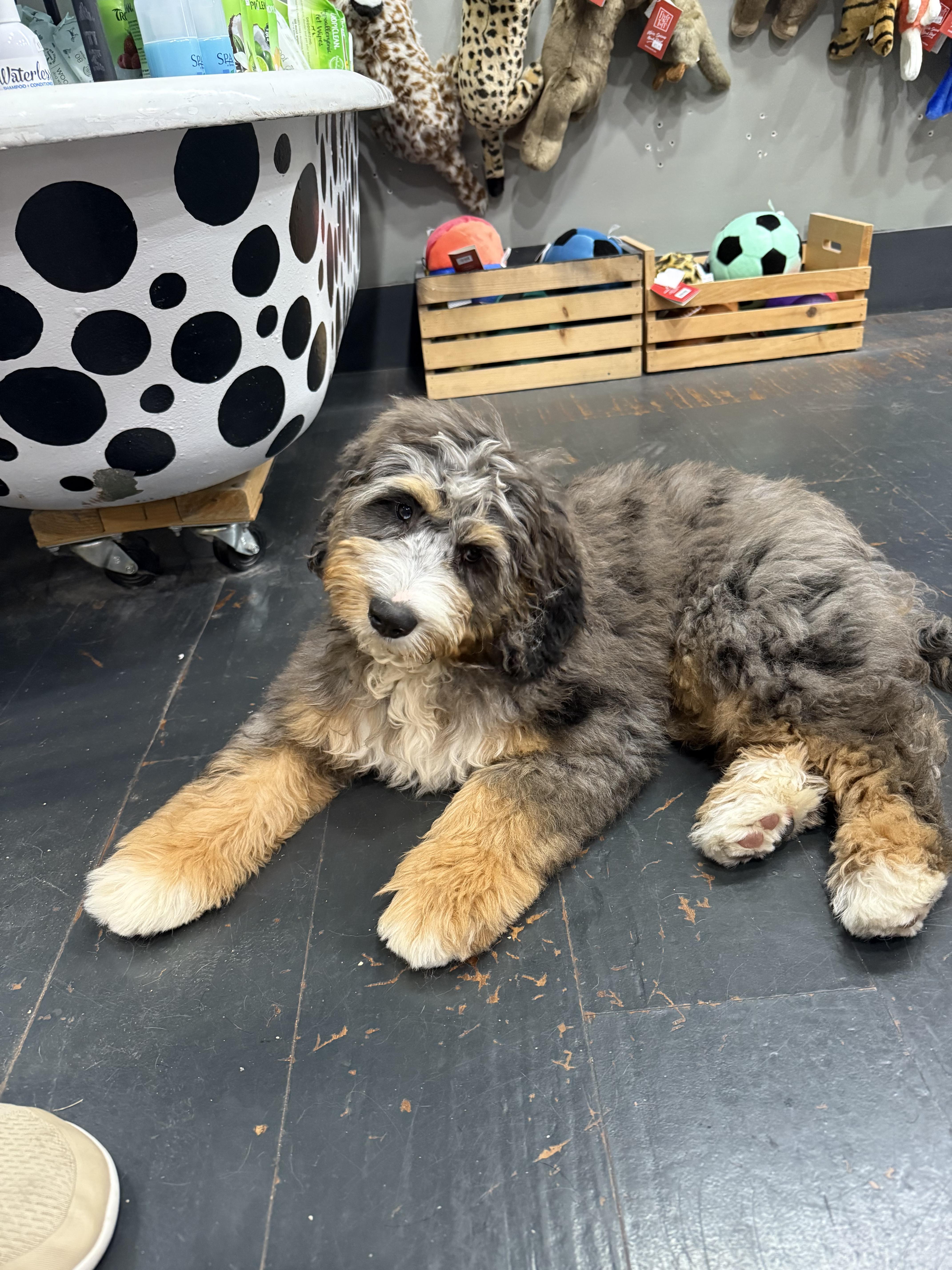 Enlarge Graham, an adopted Bernadoodle in Boardman, OH image 2/5