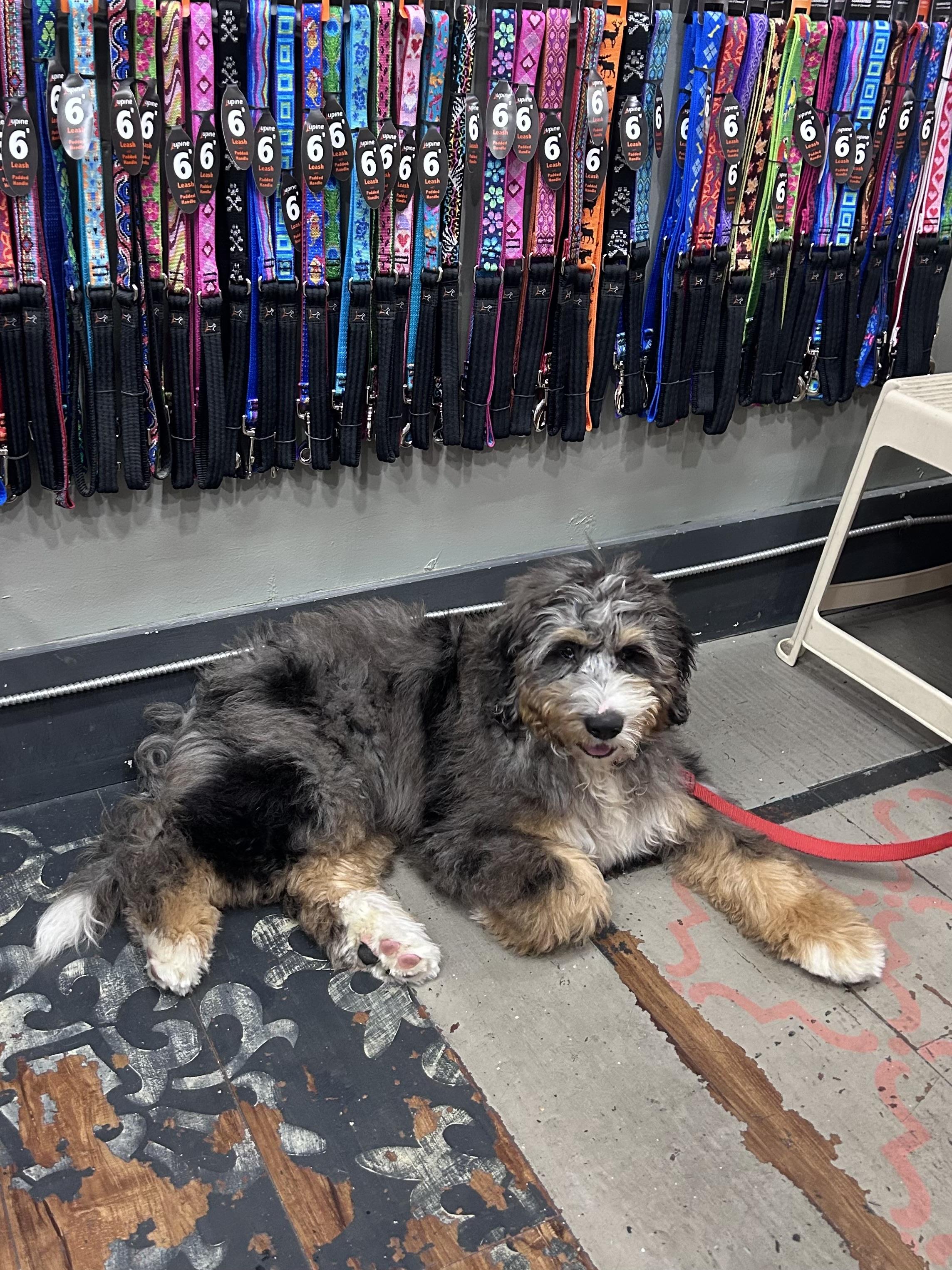 Enlarge Graham, an adopted Bernadoodle in Boardman, OH image 4/5