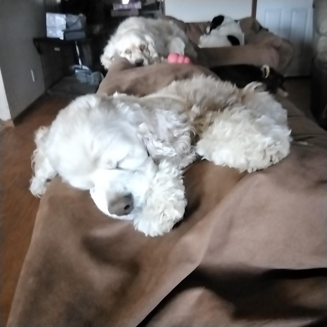 Lady=ADOPTED!!, adopted, Senior Female Cocker Spaniel.