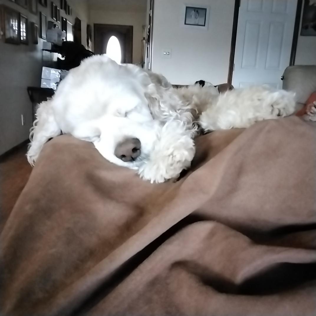 Enlarge Lady=ADOPTED!!, an adopted Cocker Spaniel in Grove, OK image 2/2