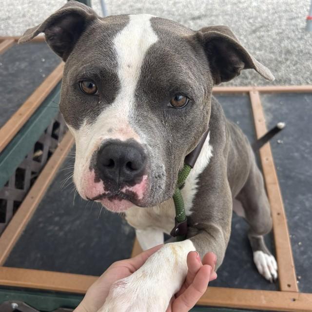 BRIE, Adoptable, Young Female American Staffordshire Terrier & Mixed Breed.