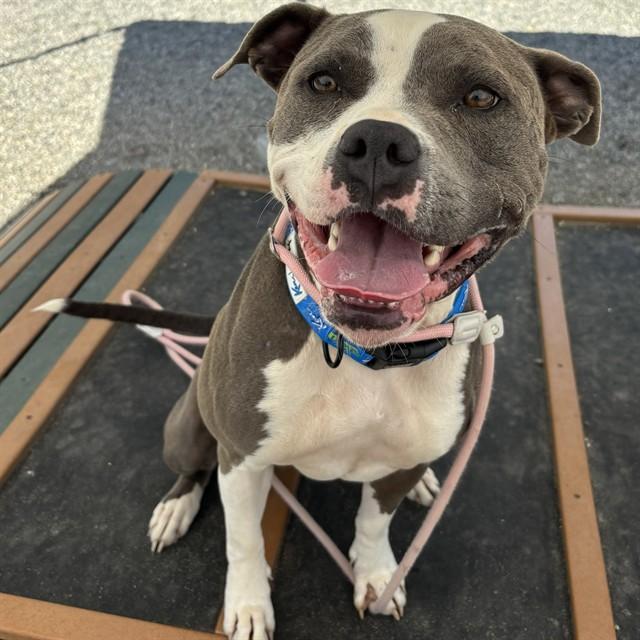 Enlarge BRIE, a Adoptable mixed breed in Lincolnton, NC image 1/1