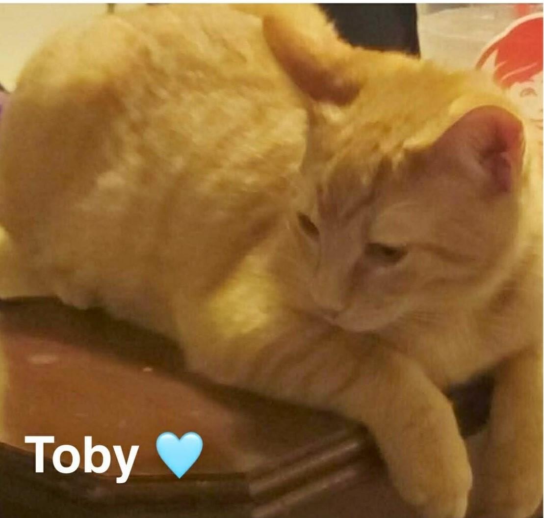 Toby, Adoptable, Kitten Male Domestic Short Hair.