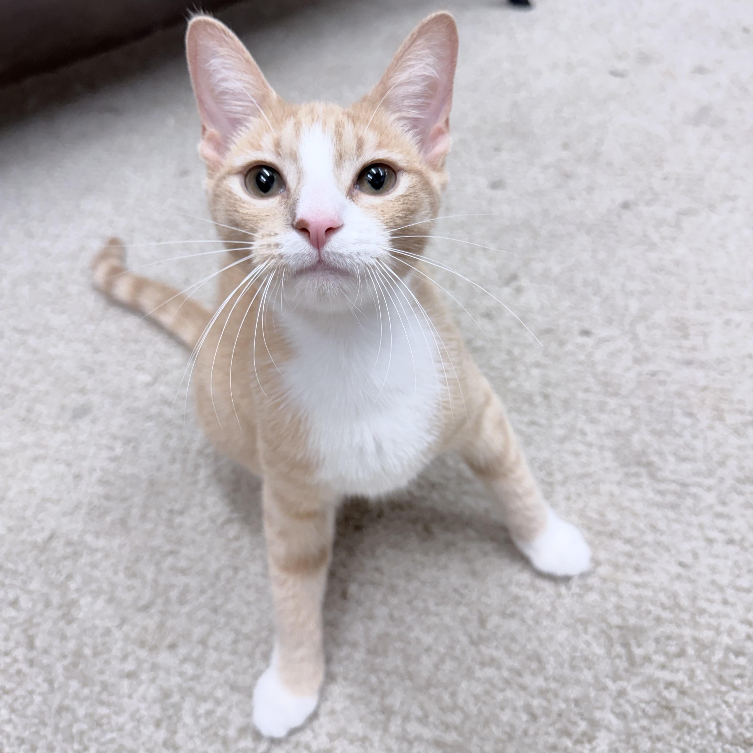 Enlarge Sandy, an adopted American Shorthair in Philadelphia, PA image 3/6