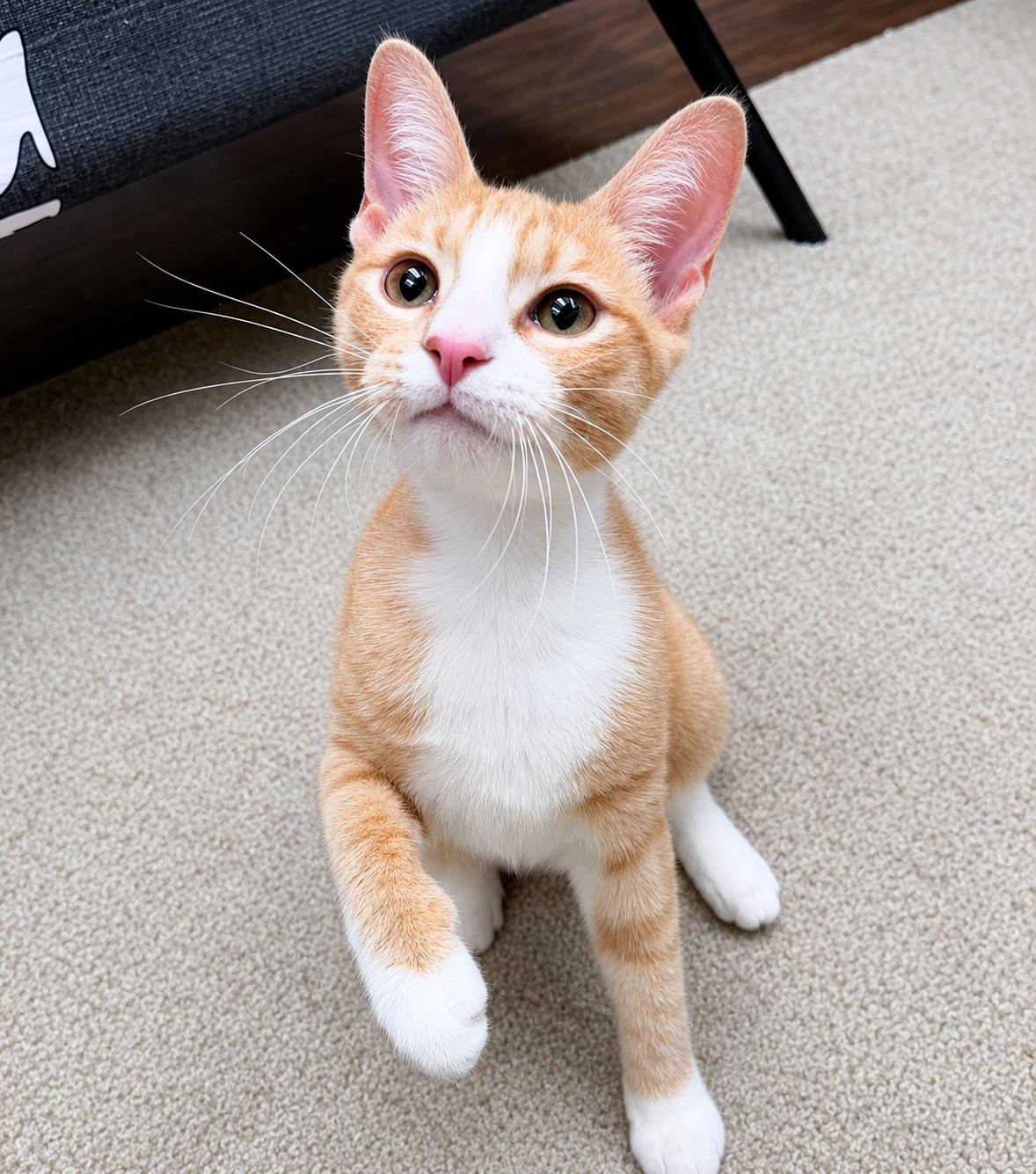 Enlarge Sandy, an adopted American Shorthair in Philadelphia, PA image 2/6