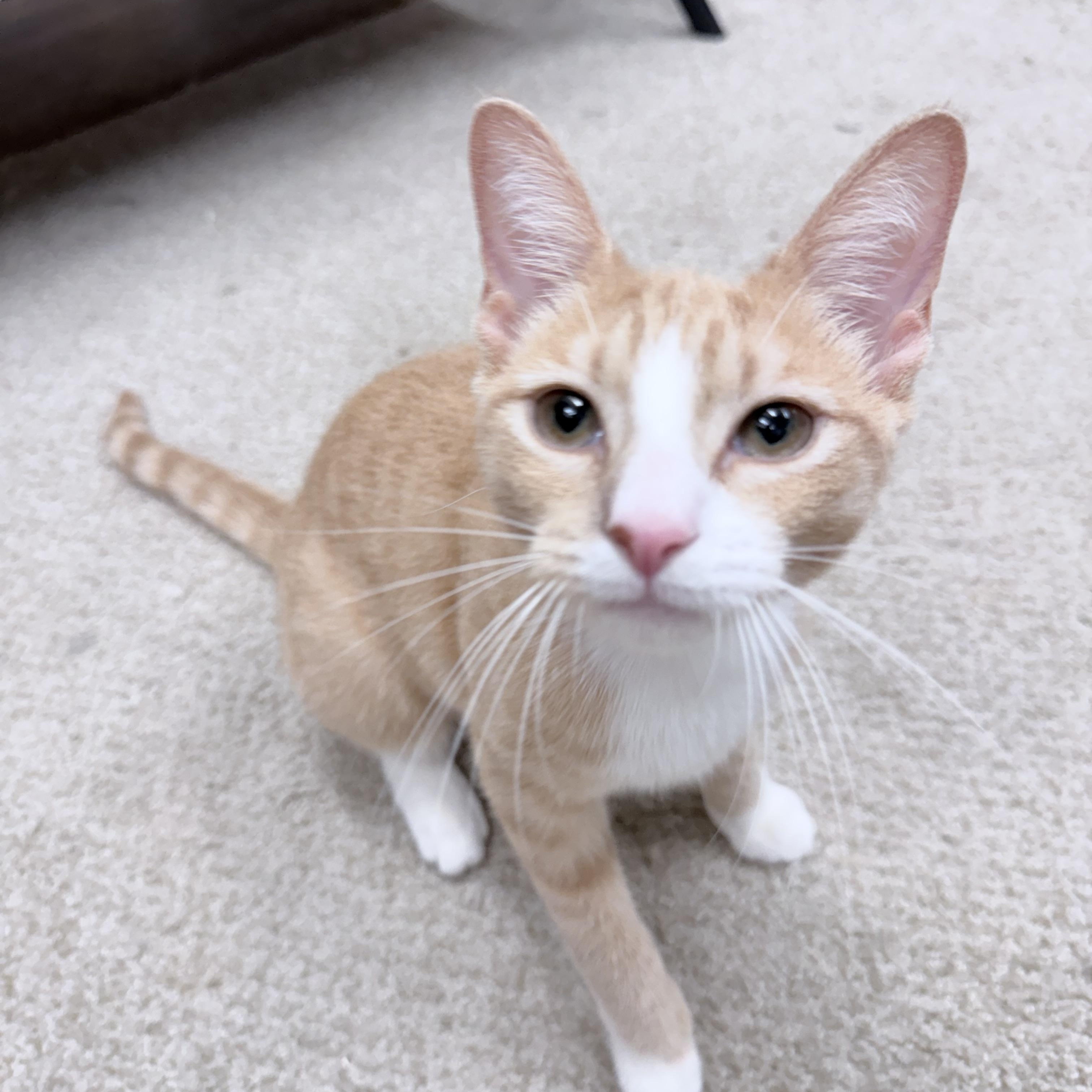 Enlarge Sandy, an adopted American Shorthair in Philadelphia, PA image 6/6