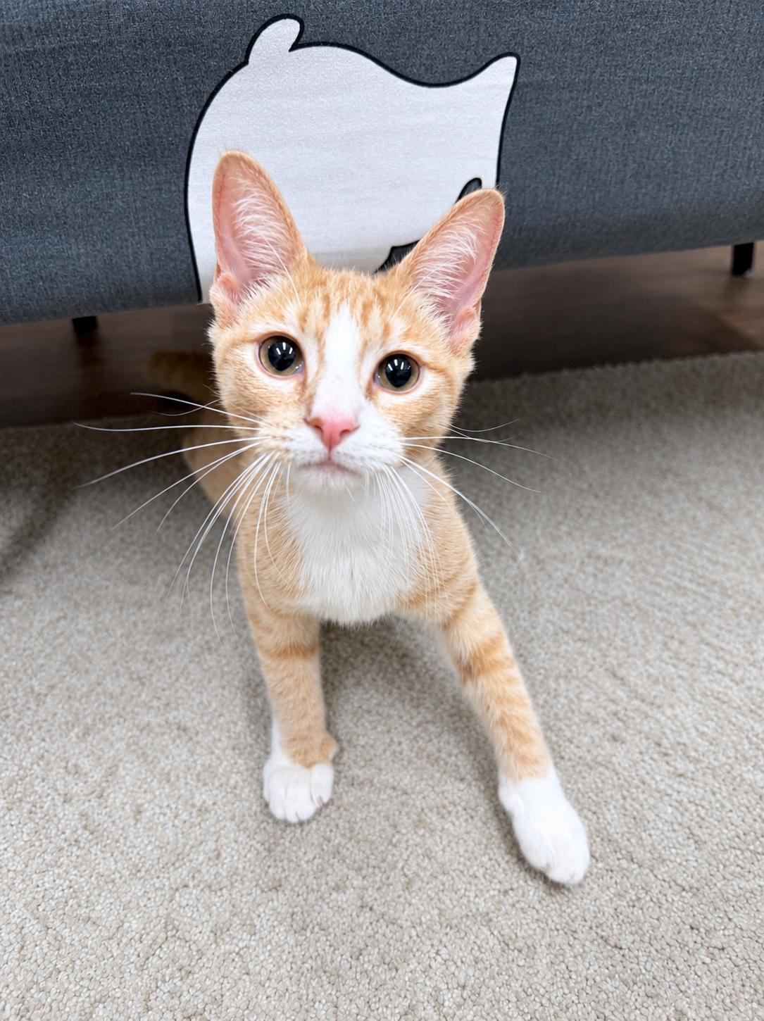 Enlarge Sandy, an adopted American Shorthair in Philadelphia, PA image 5/6