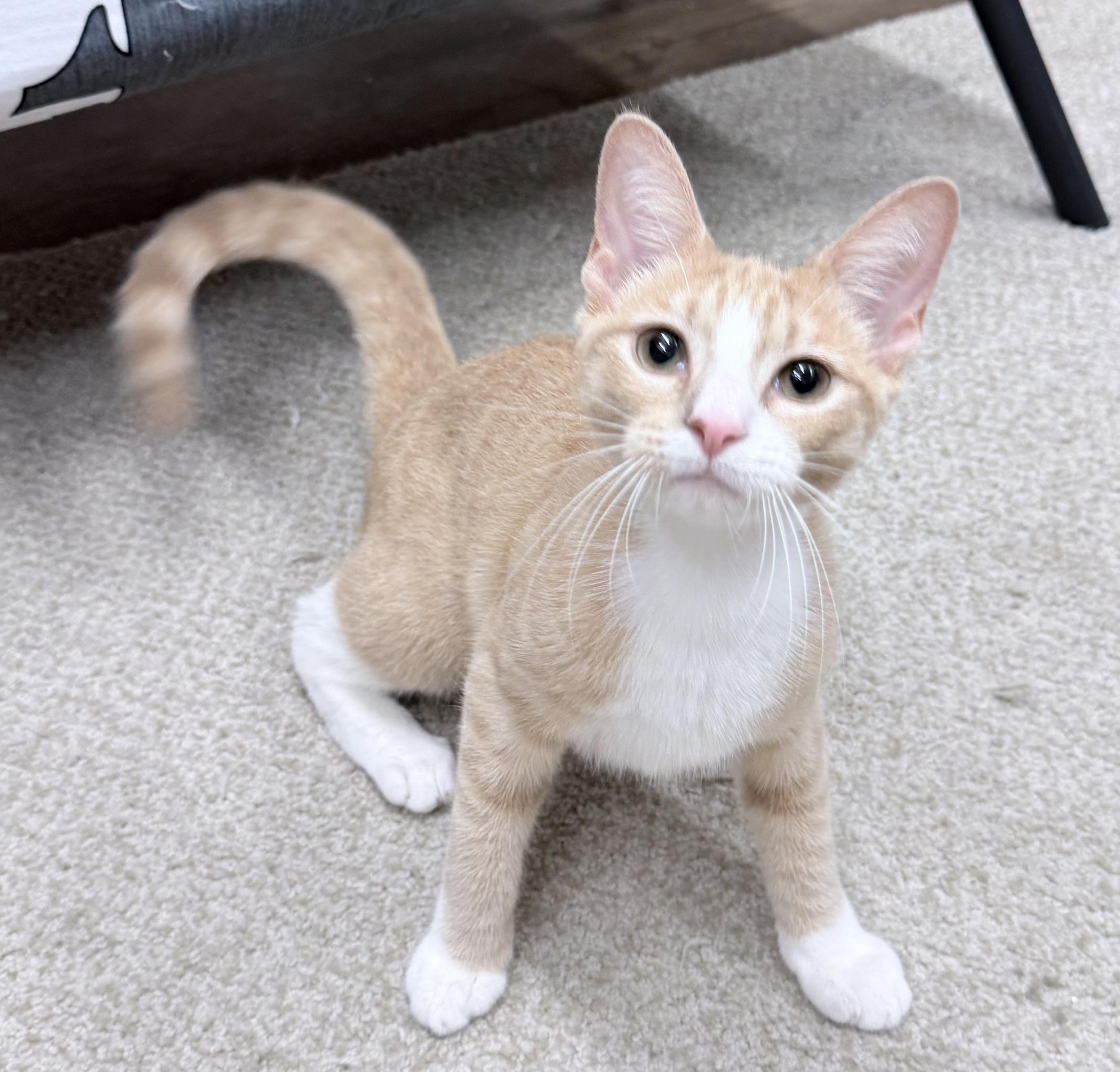 Enlarge Sandy, an adopted American Shorthair in Philadelphia, PA image 4/6