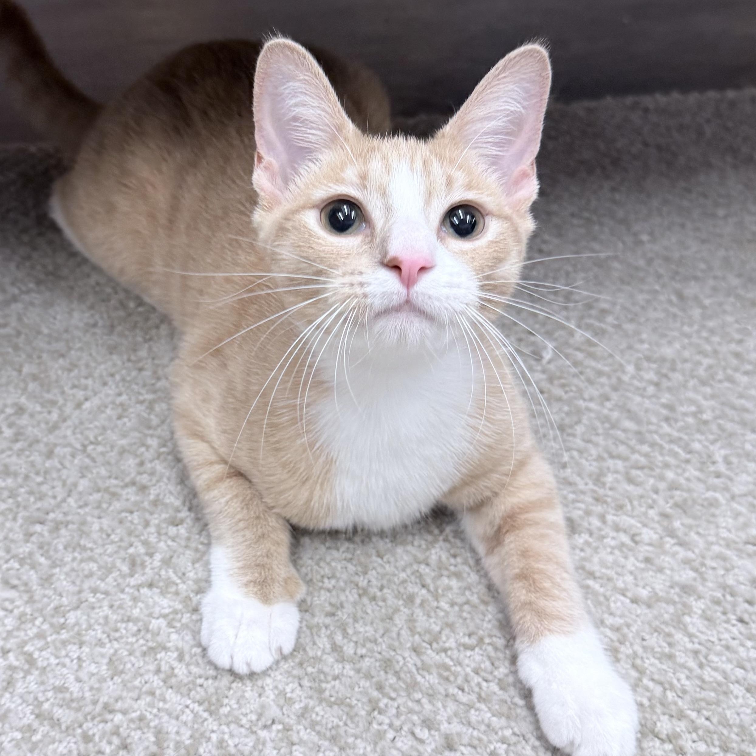 Enlarge Sandy, an adopted American Shorthair in Philadelphia, PA image 1/6