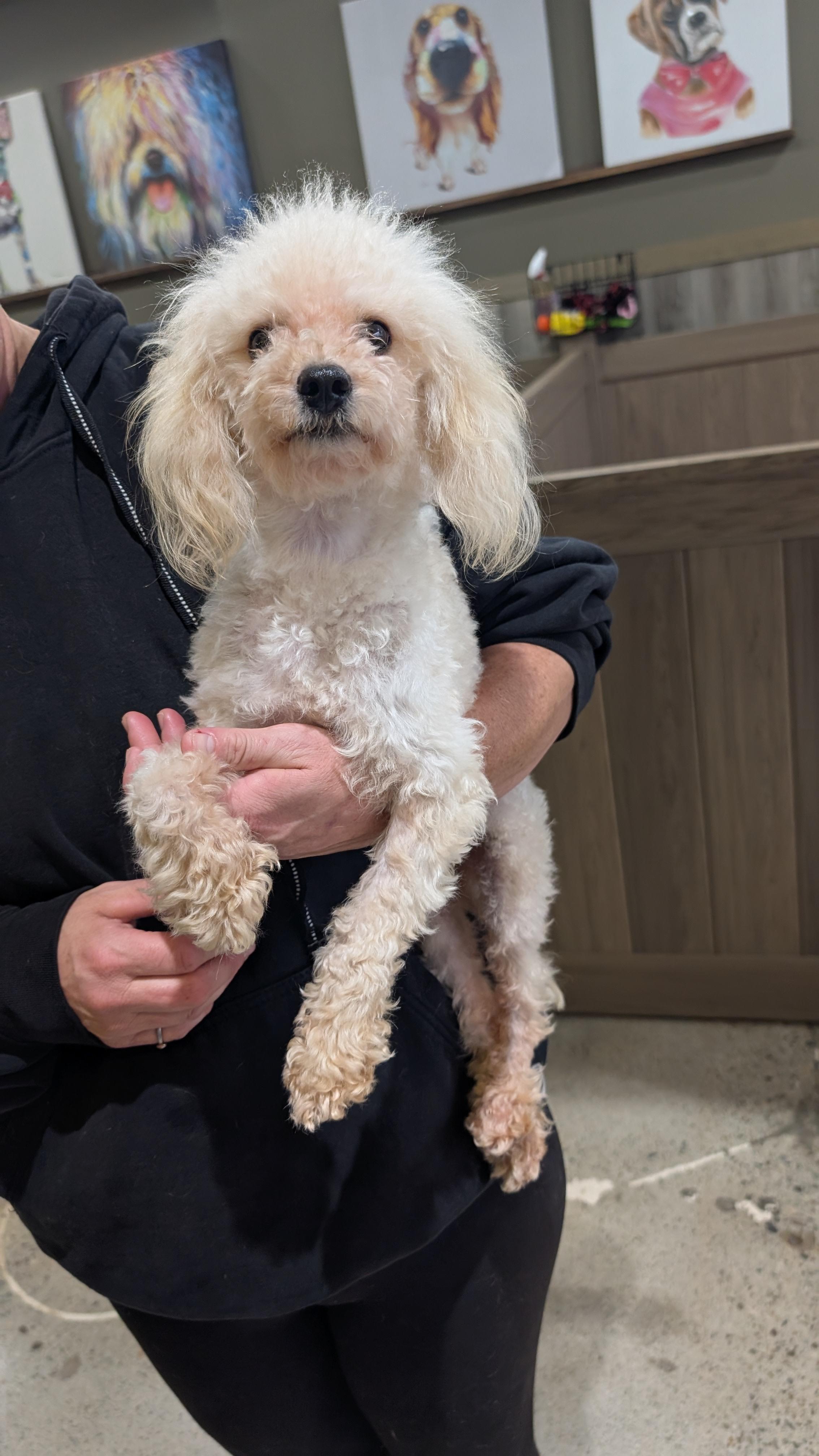 Enlarge Nougatt, an adopted Maltipoo in Thousand Oaks, CA image 1/1