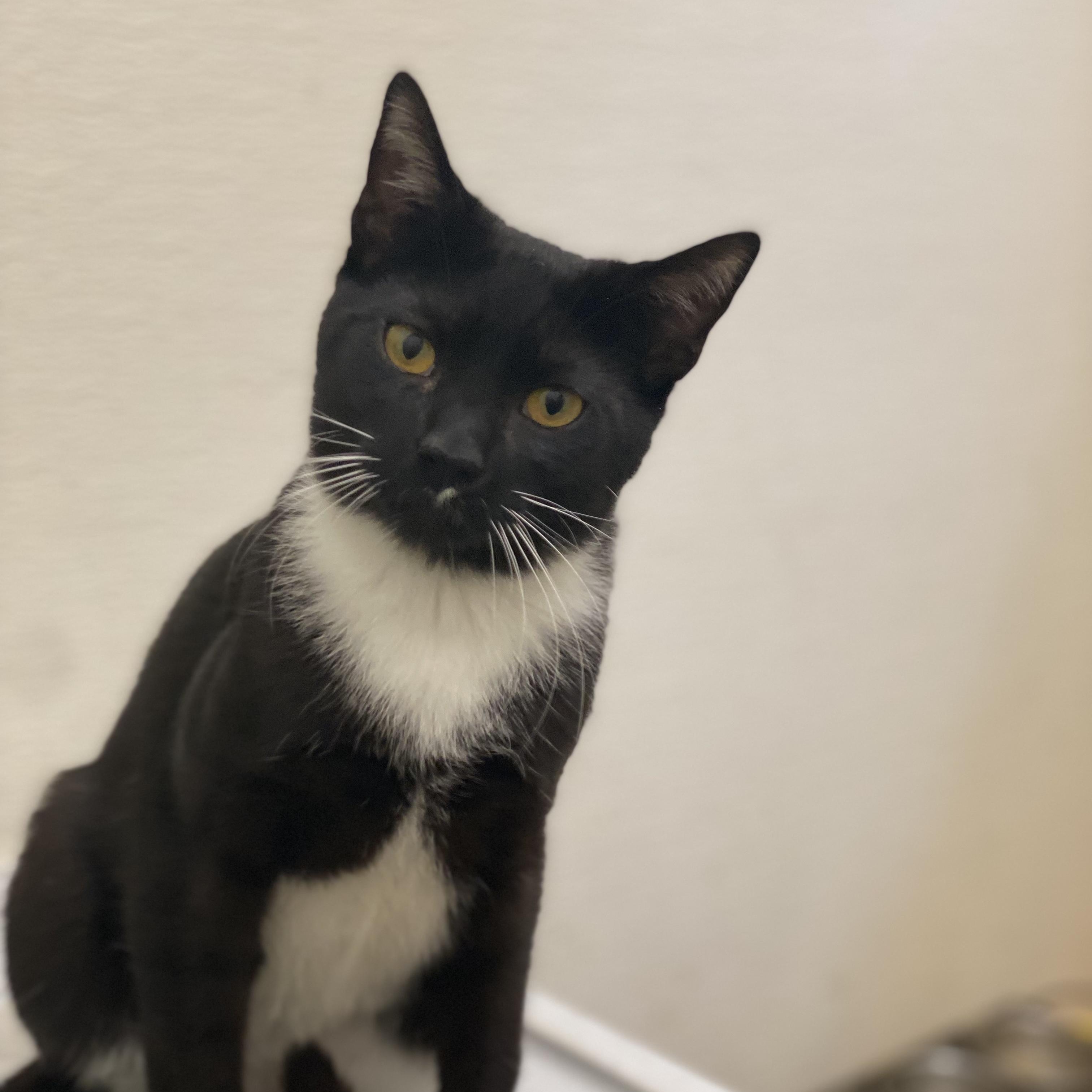 Enlarge Risk, a Adoptable Tuxedo in Stanwood, WA image 3/5