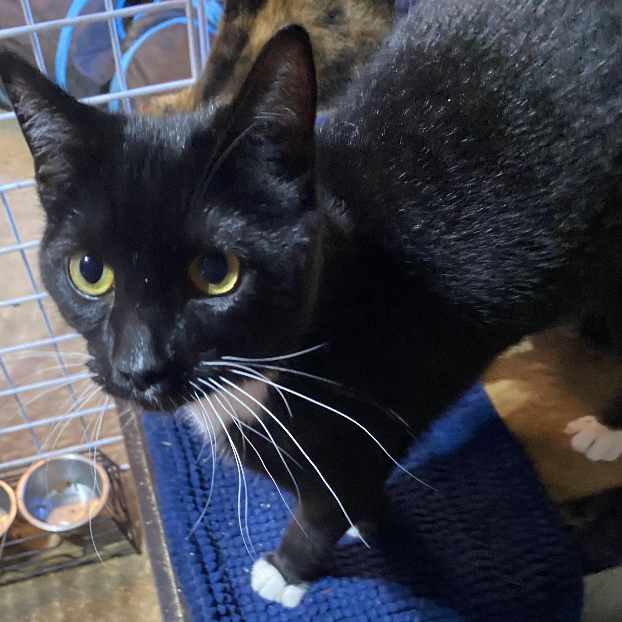 Enlarge Risk, a Adoptable Tuxedo in Stanwood, WA image 5/5