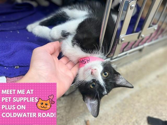 Enlarge BANANA SPLIT, a Adoptable Domestic Short Hair in Fort Wayne, IN image 1/1
