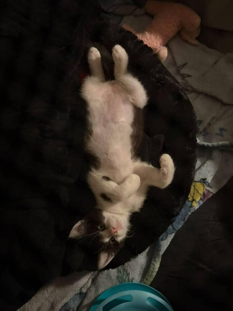 Moo, Adoptable, Kitten Male Domestic Short Hair.