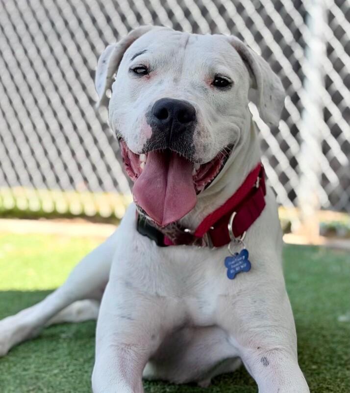 Azula, Adoptable, Young Female Dogo Argentino.