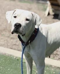 Enlarge Azula, a Adoptable Dogo Argentino in Fruit Heights, UT image 2/6