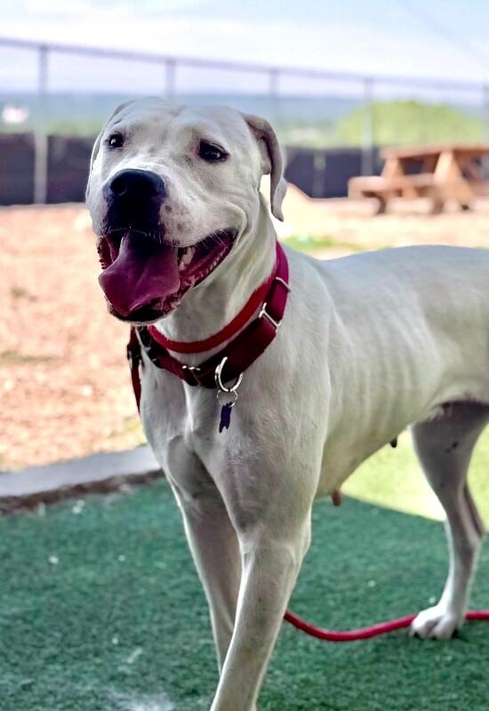 Enlarge Azula, a Adoptable Dogo Argentino in Fruit Heights, UT image 3/6