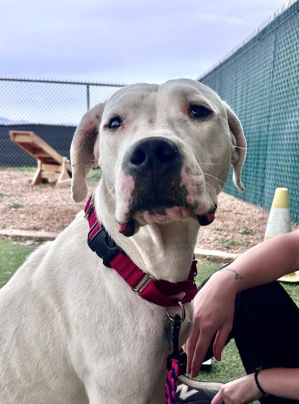 Enlarge Azula, a Adoptable Dogo Argentino in Fruit Heights, UT image 4/6