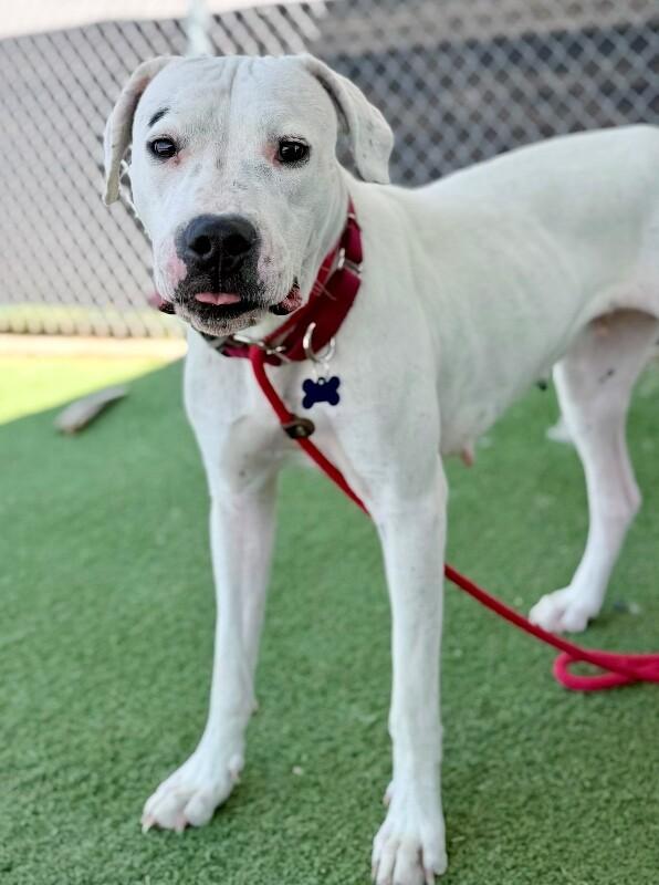 Enlarge Azula, a Adoptable Dogo Argentino in Fruit Heights, UT image 5/6