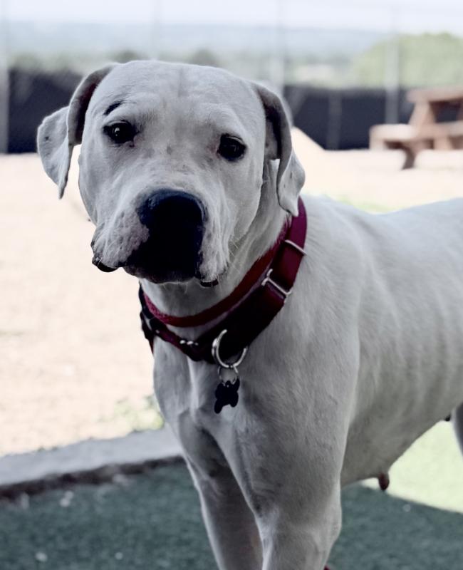 Enlarge Azula, a Adoptable Dogo Argentino in Fruit Heights, UT image 6/6