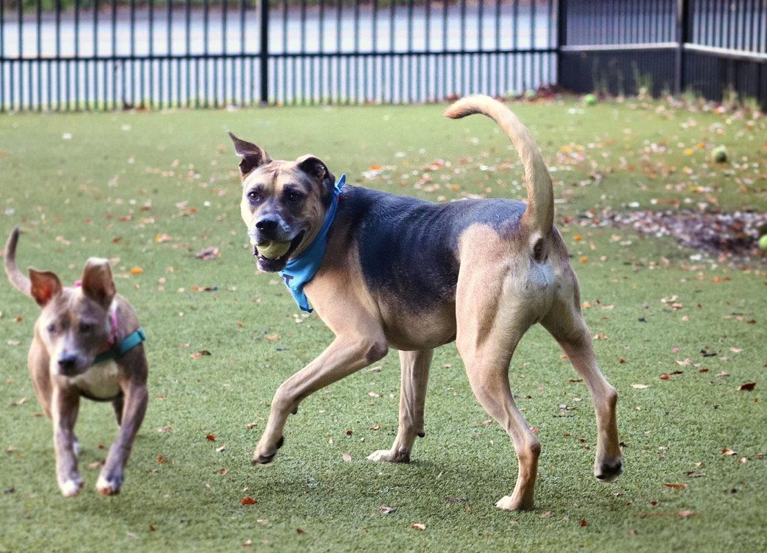 Bump, Adoptable, Adult Male Shepherd.