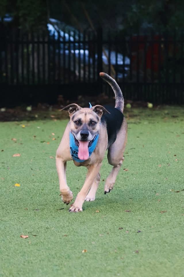 Bump, a Adoptable Shepherd in Mount Pleasant, SC image 2/3