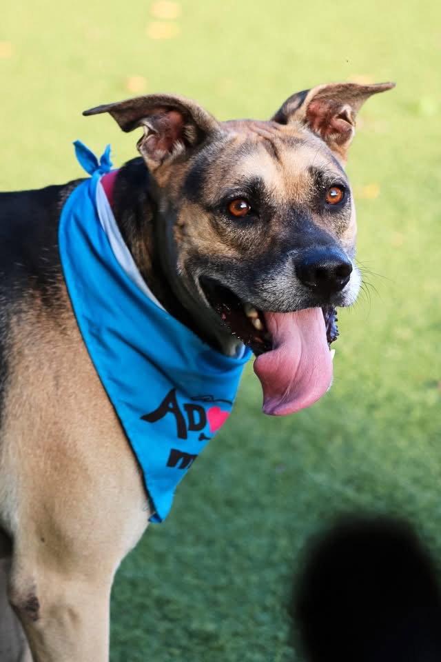 Bump, a Adoptable Shepherd in Mount Pleasant, SC image 3/3