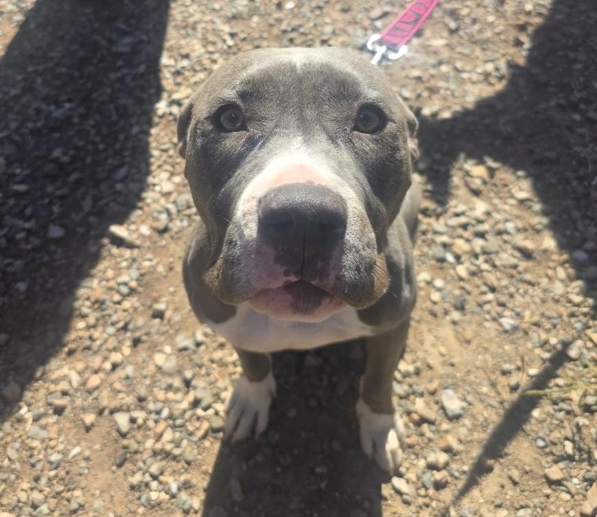 Enlarge Jayla, a Adopted Pit Bull Terrier in Sandia Park, NM image 1/1