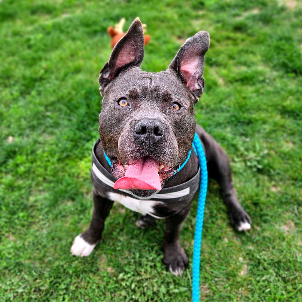 Squanck, Adoptable, Adult Male Mixed Breed.