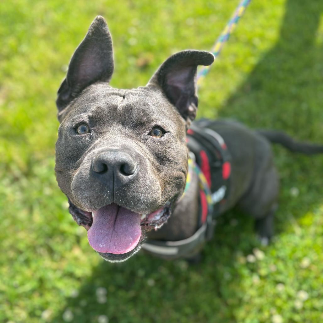 Squanck, a Adoptable Mixed Breed in Davenport, IA image 2/6