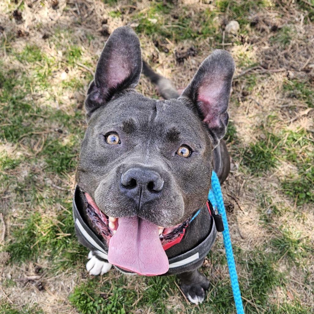 Squanck, a Adoptable Mixed Breed in Davenport, IA image 3/6