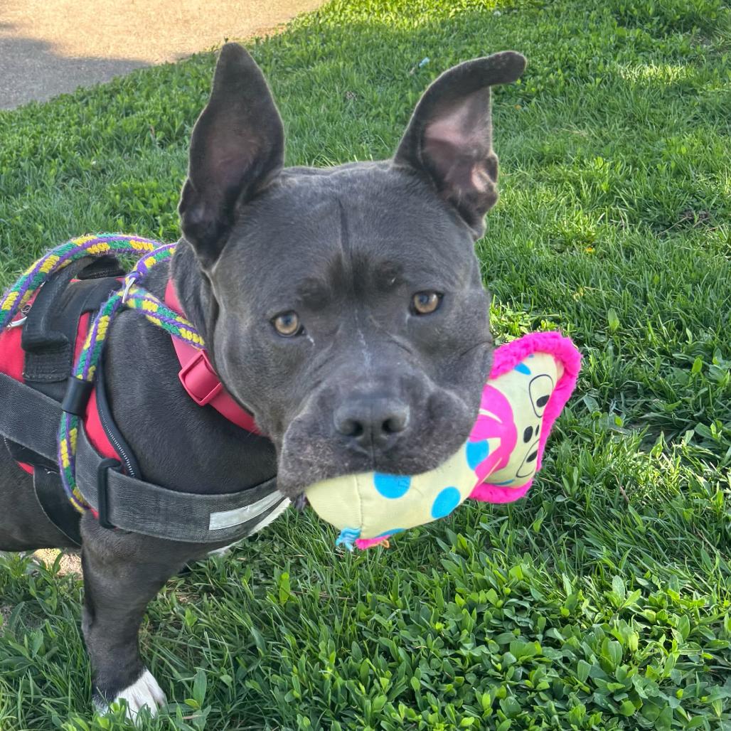 Squanck, a Adoptable Mixed Breed in Davenport, IA image 4/6