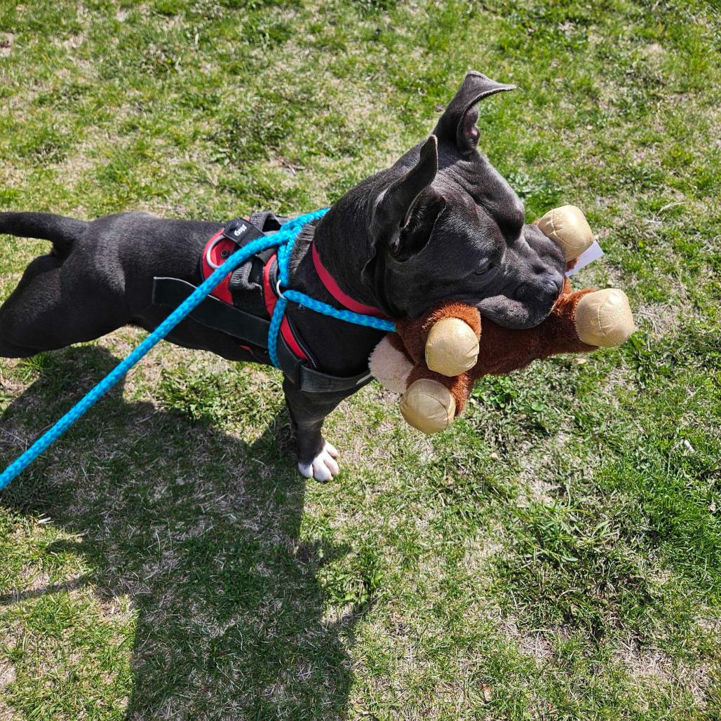 Squanck, a Adoptable Mixed Breed in Davenport, IA image 5/6