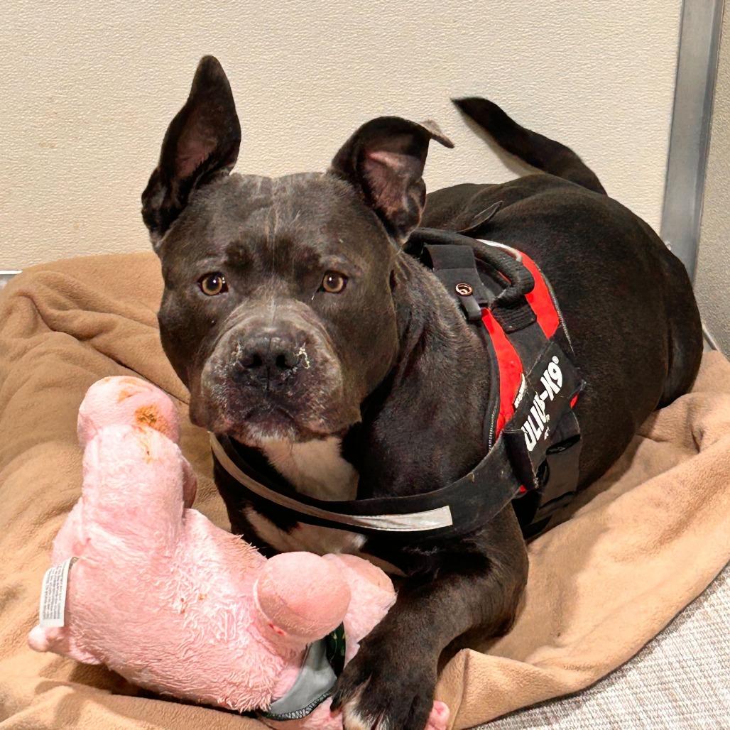 Squanck, a Adoptable Mixed Breed in Davenport, IA image 6/6