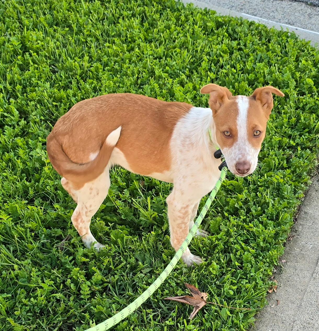Enlarge Pollyanna, an adopted mixed breed in Newport Beach, CA image 1/1