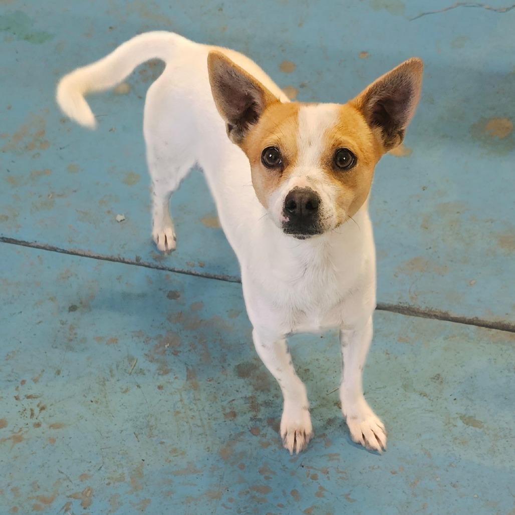 Ziggy, Adoptable, Adult Male Chihuahua.