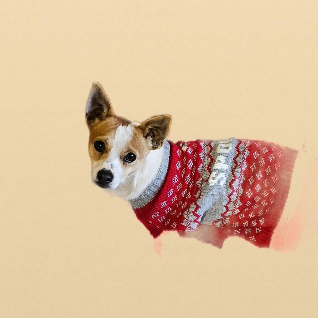 Ziggy, Adoptable, Adult Male Chihuahua.