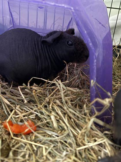 Sainsbury, a Adoptable Guinea Pig in Lowell, MA image 2/2