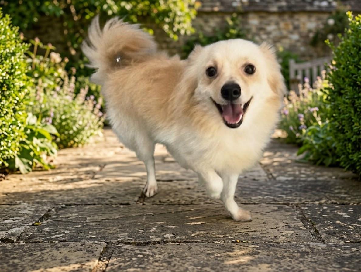 Enlarge BARLEY, an adoptable mixed breed in San Clemente, CA image 1/1